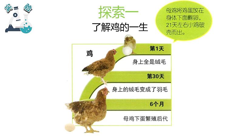 教科版科学 三年级下册 2.8动物的一生 课件第4页