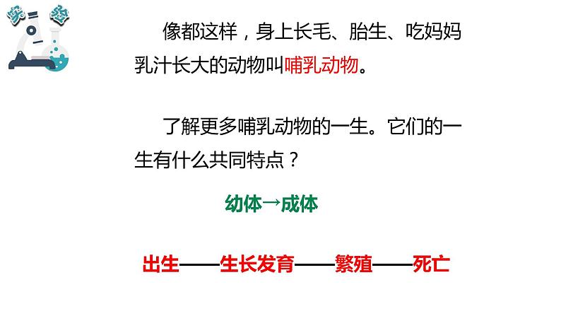 教科版科学 三年级下册 2.8动物的一生 课件第7页