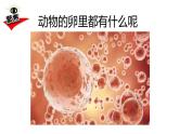 教科版科学 三年级下册 2.2认识其它动物的卵 课件