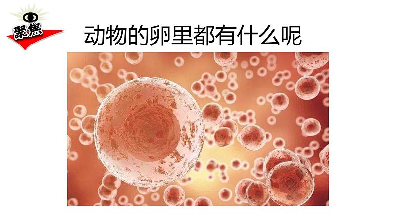 教科版科学 三年级下册 2.2认识其它动物的卵 课件第3页