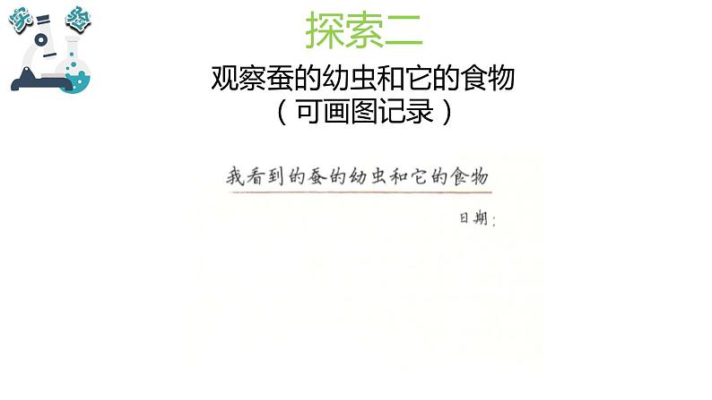 教科版科学 三年级下册 2.3蚕长大了 课件第5页