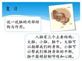 湘科版五年级科学上册1.3保护我们的脑（课件）