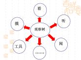 教科小学科学三上《1.2、校园的树木》PPT课件