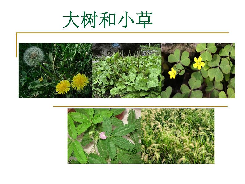 教科小学科学三上《1.3、大树和小草》PPT课件(13)第1页