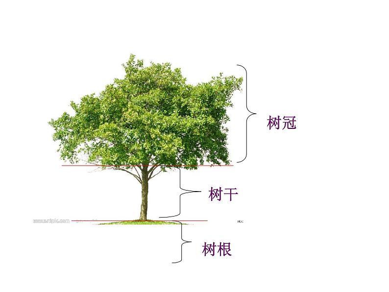 教科小学科学三上《1.2、校园的树木》PPT课件(12)第3页