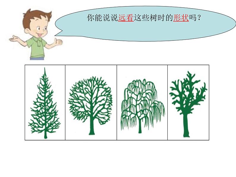 教科小学科学三上《1.2、校园的树木》PPT课件(12)第4页