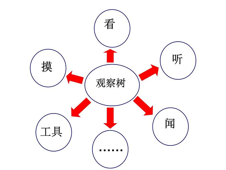 教科小学科学三上《1.2、校园的树木》PPT课件(12)第7页