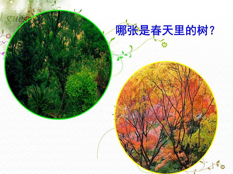 教科小学科学三上《1.6、植物发生了什么变化》PPT课件(7)第3页