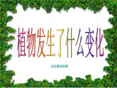 教科小学科学三上《1.6、植物发生了什么变化》PPT课件(3)