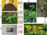 教科小学科学三上《1.6、植物发生了什么变化》PPT课件(3)