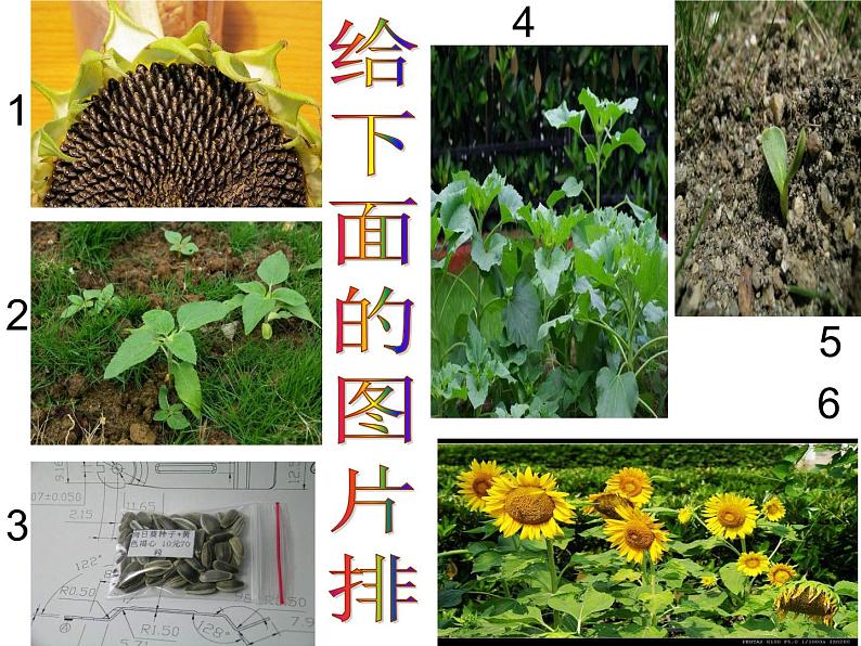 教科小学科学三上《1.6、植物发生了什么变化》PPT课件(3)02