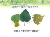 教科小学科学三上《1.6、植物发生了什么变化》PPT课件(12)