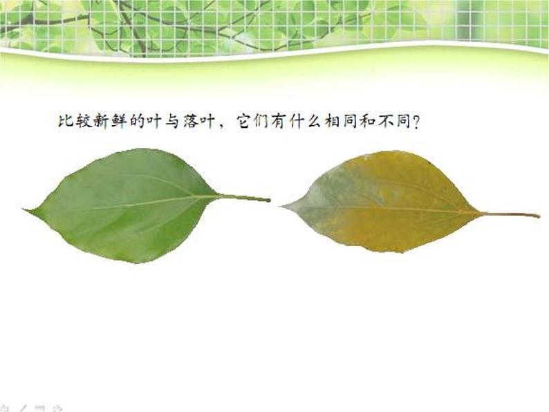 教科小学科学三上《1.6、植物发生了什么变化》PPT课件(12)第3页