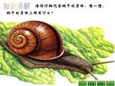 教科小学科学三上《2.2、蜗牛（一）》PPT课件(8)