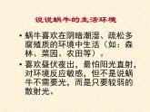 教科小学科学三上《2.2、蜗牛（一）》PPT课件(12)