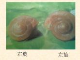 教科小学科学三上《2.2、蜗牛（一）》PPT课件(12)