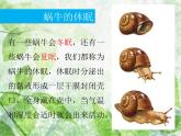 教科小学科学三上《2.3、蜗牛（二）》PPT课件(1)