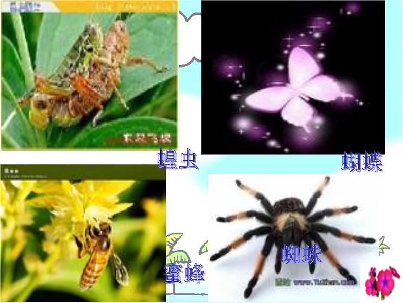教科小学科学三上《2.1、寻访小动物》PPT课件(8)第7页