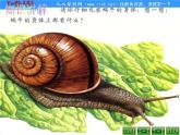 教科小学科学三上《2.3、蜗牛（1）》PPT课件(3)