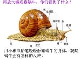 教科小学科学三上《2.2、蜗牛（一）》PPT课件(1)