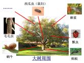 教科小学科学三上《2.1、寻访小动物》PPT课件(9)