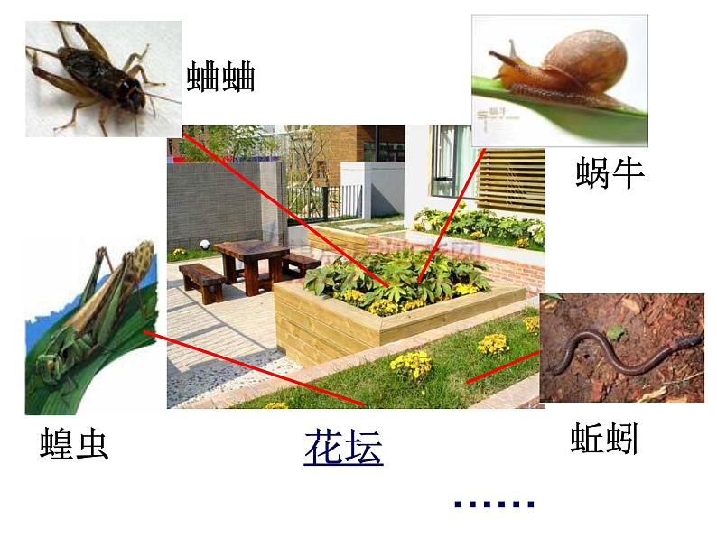 教科小学科学三上《2.1、寻访小动物》PPT课件(9)第6页