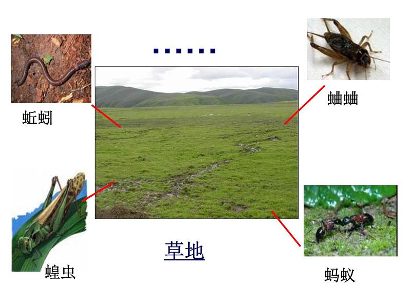 教科小学科学三上《2.1、寻访小动物》PPT课件(9)第7页