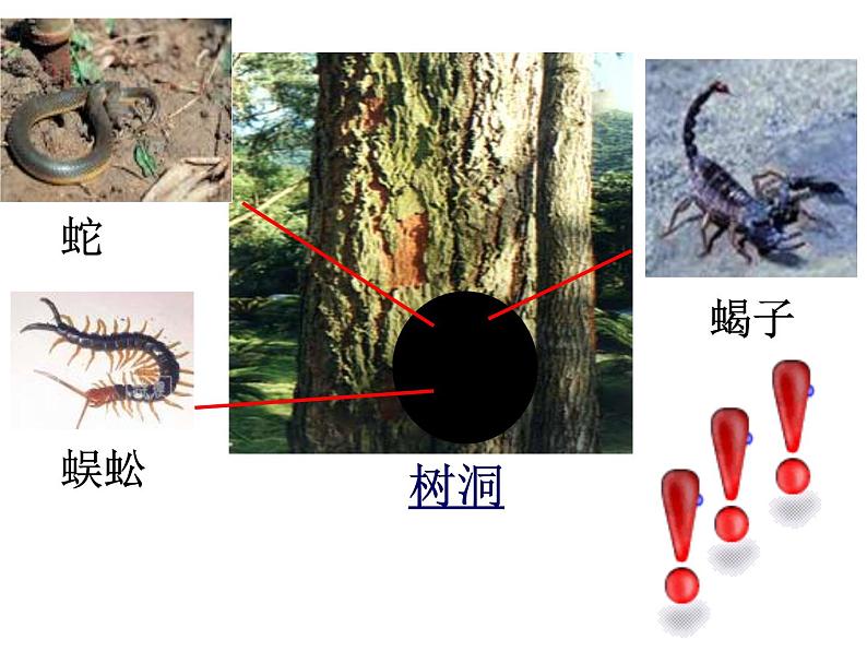 教科小学科学三上《2.1、寻访小动物》PPT课件(9)第8页