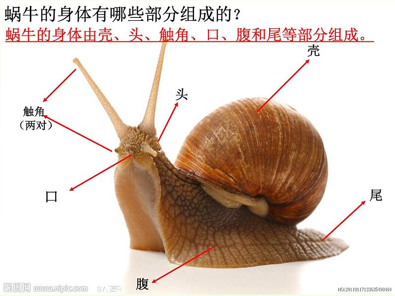 教科小学科学三上《2.2、蜗牛（一）》PPT课件(7)08