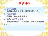 教科小学科学三上《2.2、蜗牛（一）》PPT课件(15)