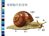 教科小学科学三上《2.2、蜗牛（一）》PPT课件(14)