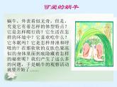 教科小学科学三上《2.2、蜗牛（一）》PPT课件(5)