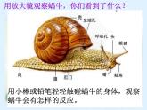 教科小学科学三上《2.2、蜗牛（一）》PPT课件(5)