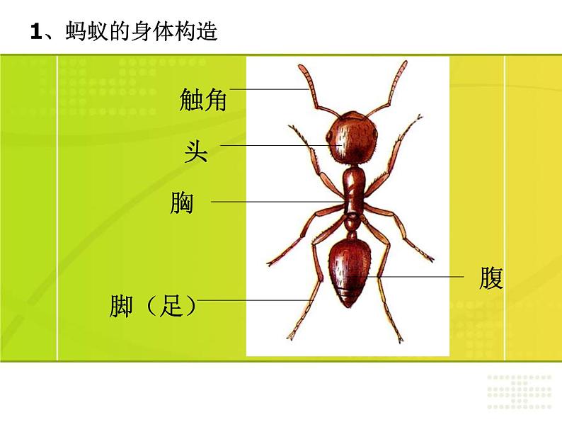 教科小学科学三上《2.5、蚂蚁》PPT课件(10)第2页