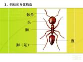 教科小学科学三上《2.5、蚂蚁》PPT课件(12)