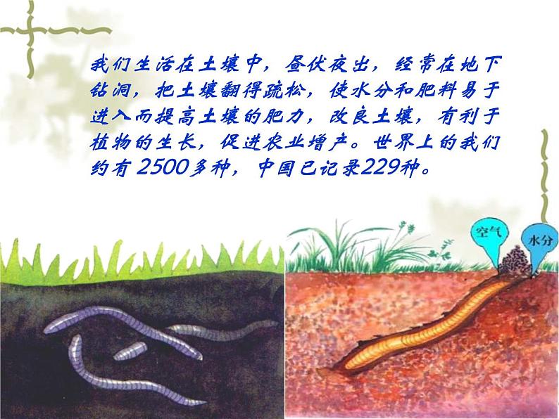 教科小学科学三上《2.4、蚯蚓》PPT课件(6)05