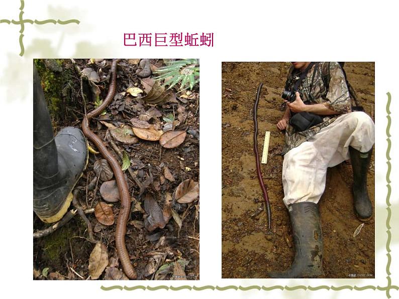 教科小学科学三上《2.4、蚯蚓》PPT课件(6)06
