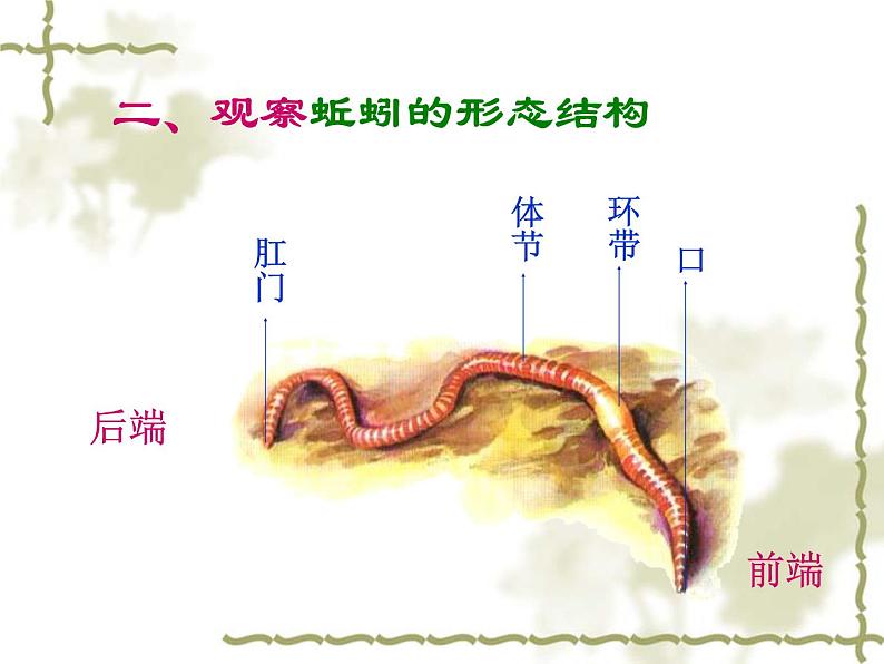 教科小学科学三上《2.4、蚯蚓》PPT课件(6)07
