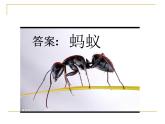 教科小学科学三上《2.5、蚂蚁》PPT课件(6)