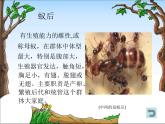 教科小学科学三上《2.5、蚂蚁》PPT课件(9)