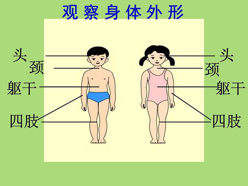 教科小学科学四上《4.1、身体的结构》PPT课件(4)05