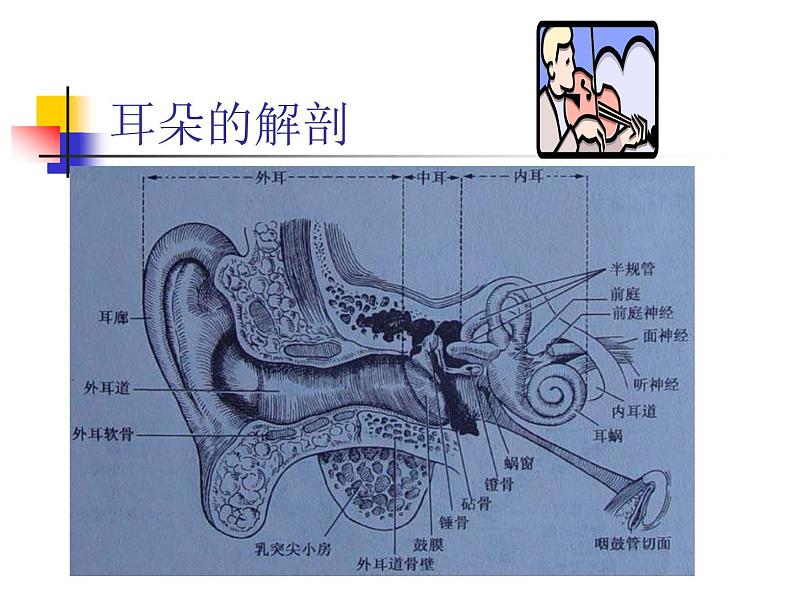 教科小学科学四上《3.7、保护我们的听力》PPT课件(2)第2页