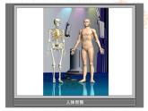 教科小学科学四上《4.2、骨骼、关节和肌肉》PPT课件(4)