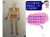 教科小学科学四上《4.2、骨骼、关节和肌肉》PPT课件(4)