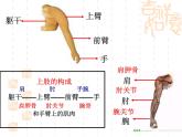 教科小学科学四上《4.2、骨骼、关节和肌肉》PPT课件(4)