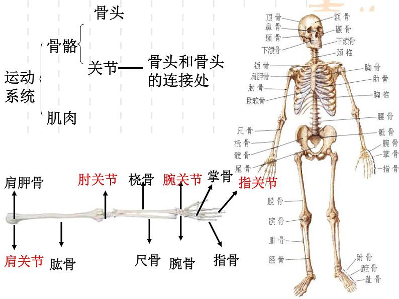 教科小学科学四上《4.2、骨骼、关节和肌肉》PPT课件(4)07