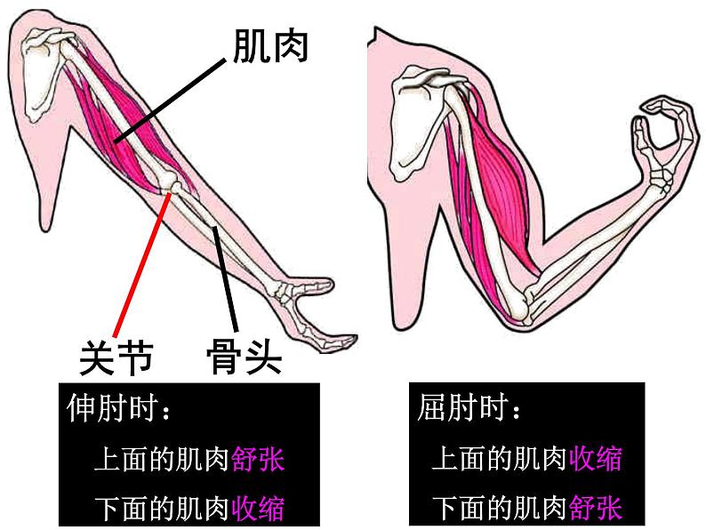 教科小学科学四上《4.2、骨骼、关节和肌肉》PPT课件(6)第3页