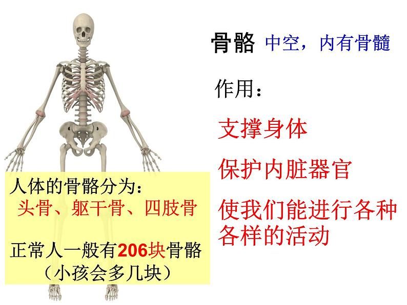 教科小学科学四上《4.2、骨骼、关节和肌肉》PPT课件(6)第6页