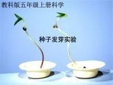 教科小学科学五上《1.3、观察绿豆芽的生长》PPT课件(3)