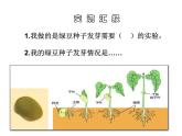 教科小学科学五上《1.3、观察绿豆芽的生长》PPT课件(3)